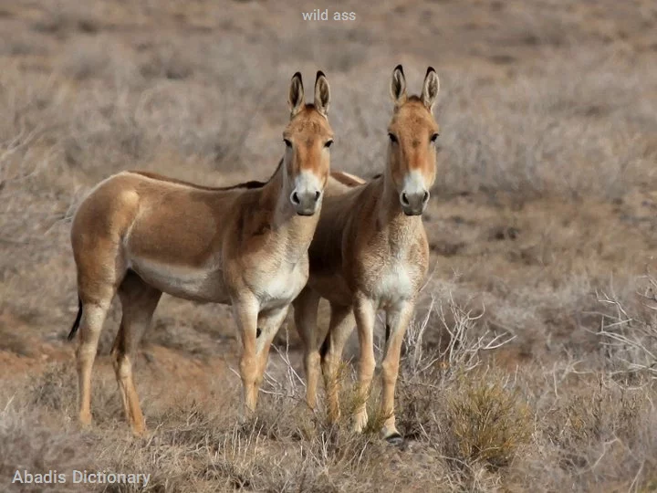 wild ass